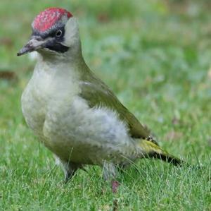 Eurasian Green Woodpecker