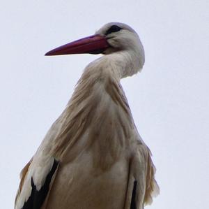 White Stork