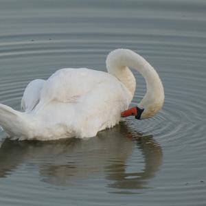 Höckerschwan