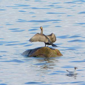 Great Cormorant