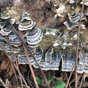 Turkey-tail