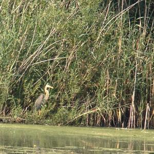 Purple Heron