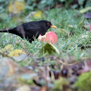 Eurasian Blackbird