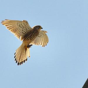 Common Kestrel