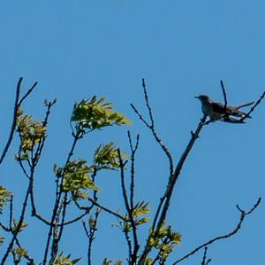 Common Cuckoo