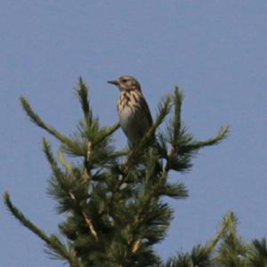 Tree Pipit