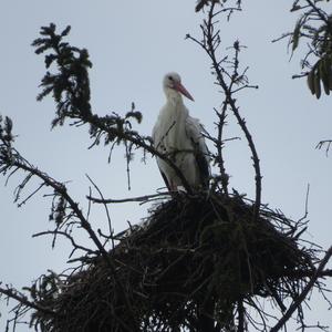 White Stork