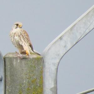 Common Kestrel