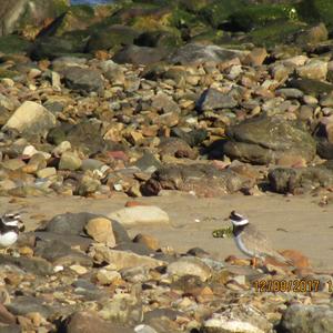 Common Ringed Plover