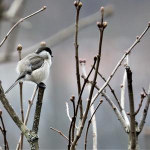 Marsh Tit