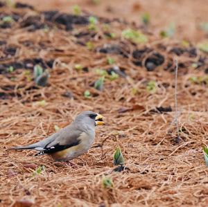 Hawfinch