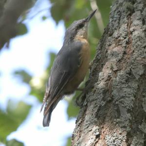 Wood Nuthatch