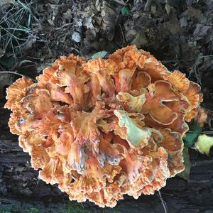 Hen-of-the-Woods