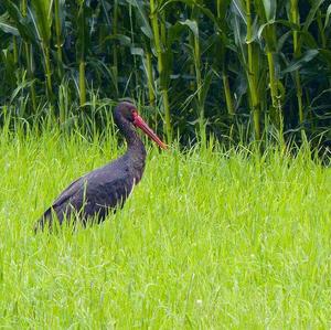 Black Stork