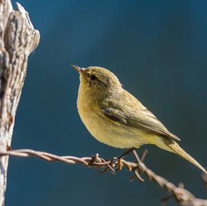 Common Chiffchaff