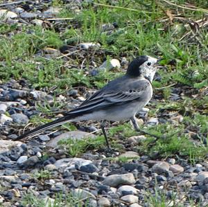 White Wagtail