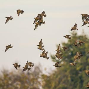 Common Starling