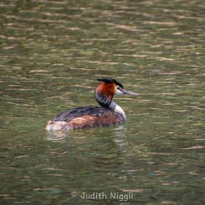 Great Crested Grebe