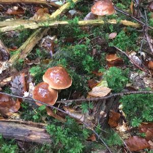 Bay Bolete