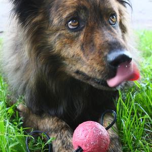 Unknown Breed