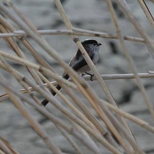 Long-tailed Tit