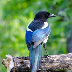 Black-billed Magpie