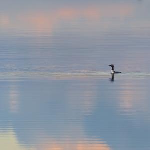 Arctic Loon