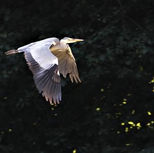 Grey Heron