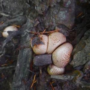 Stump Puffball