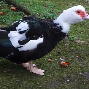 Muscovy Duck