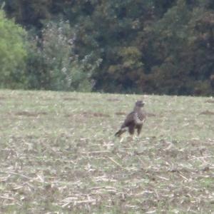 Mäusebussard