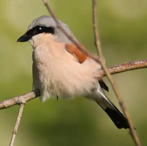 Red-backed Shrike