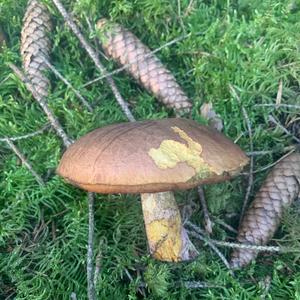 Dotted-stem Bolete