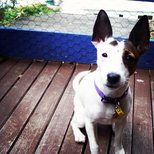 Russell Terrier