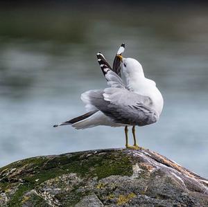 Herring Gull