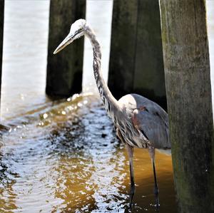 Great Blue Heron