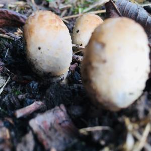 Shaggy Mane