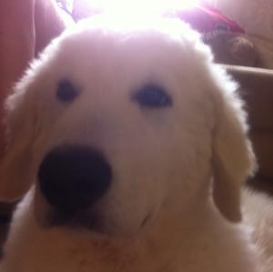 Kuvasz