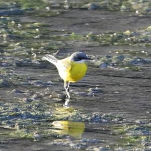 Yellow Wagtail