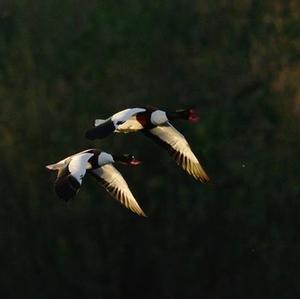 Common Shelduck