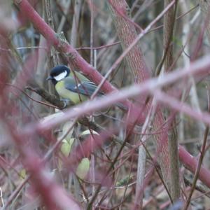 Great Tit