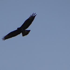 Common Buzzard