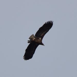 White-tailed Eagle