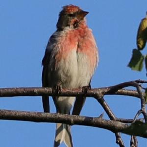 Common Redpoll