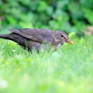 Eurasian Blackbird