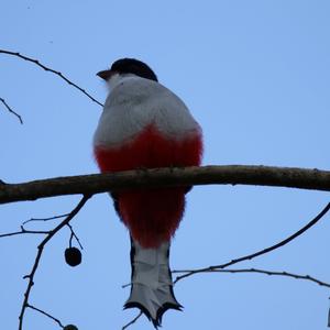 Cuban Trogon