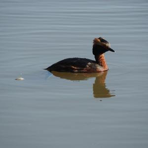 Horned Grebe