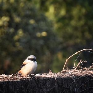 Long-tailed Shrike