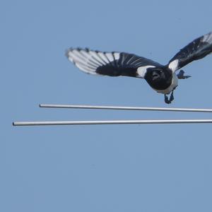 Black-billed Magpie