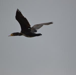 Great Cormorant